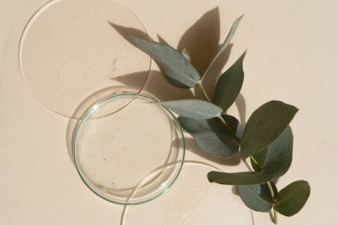 Cilt bakımı için şeffaf serum içeren cam petri kabı.