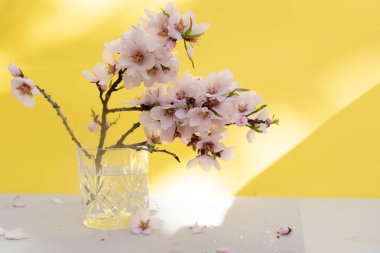 Badem ağacı çiçek açar.