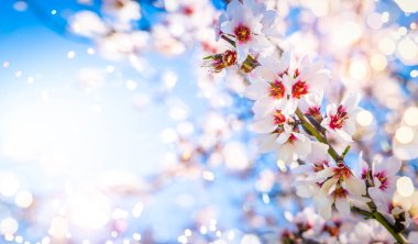 Badem ağacı çiçek açar.