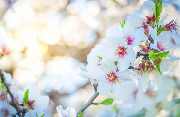 Mandelträd blommar — Stockfoto