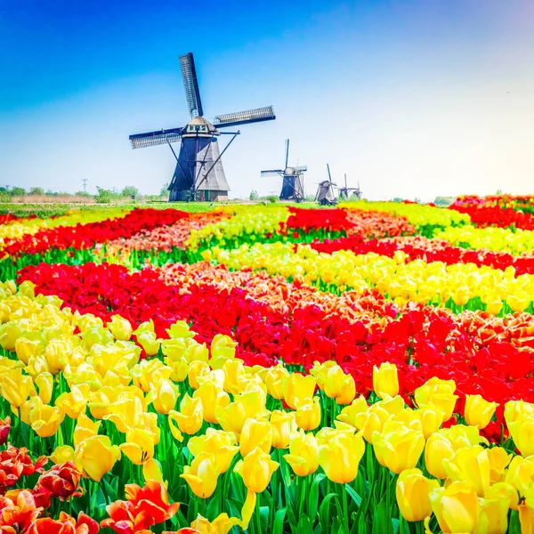 Moulin à vent hollandais sur champ de tulipes — Photo