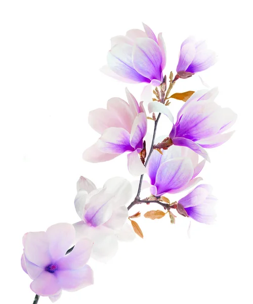 Magnolia Fleurs sur Blanc — Photo