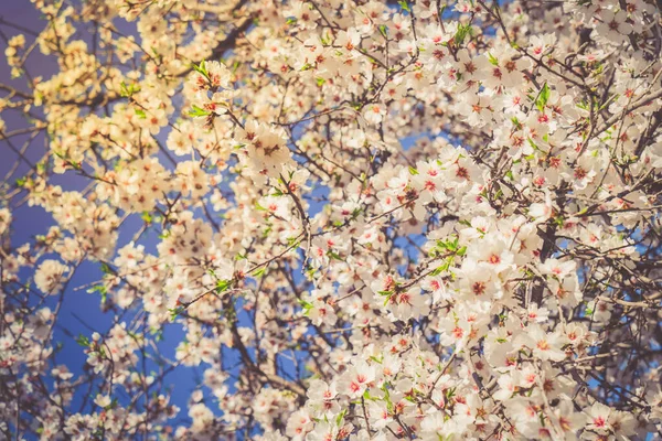 Mandelträd blommar — Stockfoto