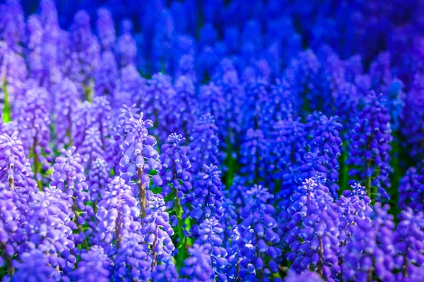 Bluebell flores rio — Fotografia de Stock
