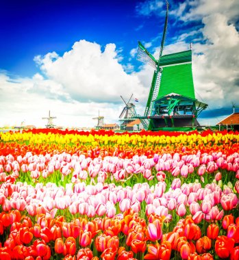 Hollanda rüzgar değirmenleri