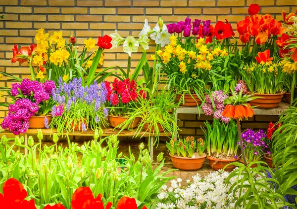 Colorida floristería — Foto de Stock