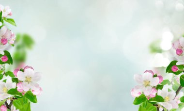 Bahar ağacı çiçekleri