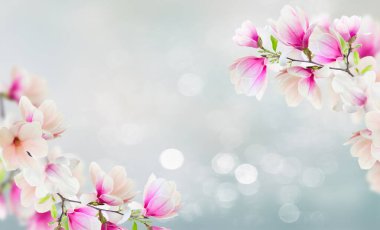 Çiçek açması pembe Manolya çiçek