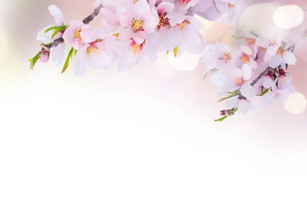 Мигдальне дерево цвітіння — стокове фото