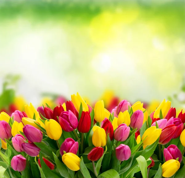 Bukett av färska tulpaner blommor — Stockfoto