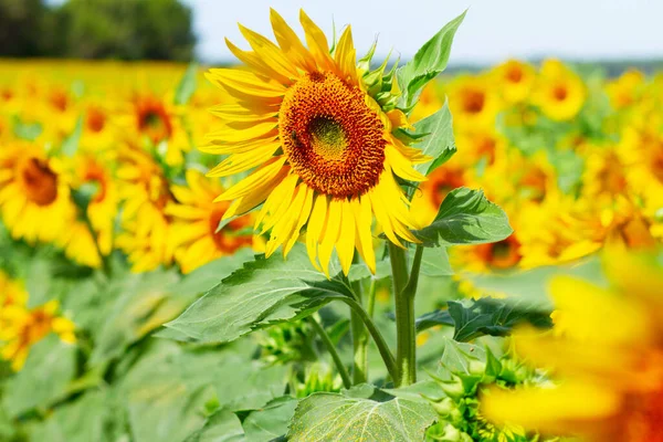 Campo di girasoli — Foto Stock