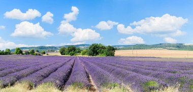 Yazın lavanta tarlası