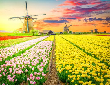 Hollanda yel değirmeni lale tarlasının üzerinde
