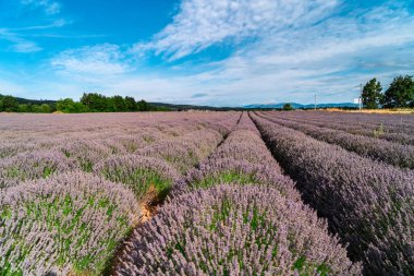 Yazın lavanta tarlası