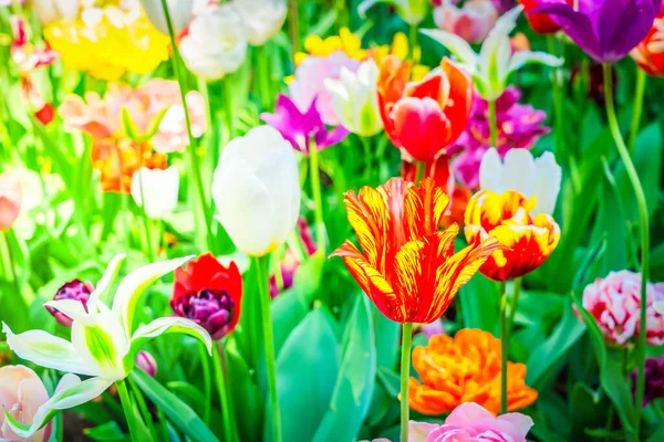 Tulipány zahradní květinové záhony — Stock fotografie