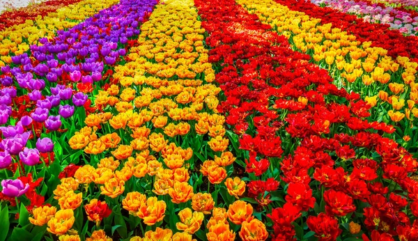 Linhas de flores de tulipa — Fotografia de Stock