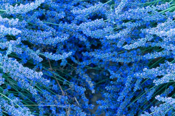 Campo de lavanda no verão — Fotografia de Stock