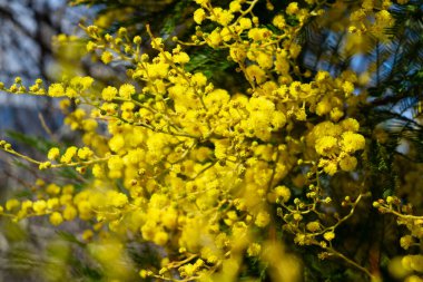 Mimosa taze çiçekleri
