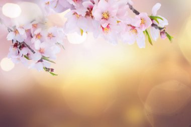 Badem ağacı çiçek açar.