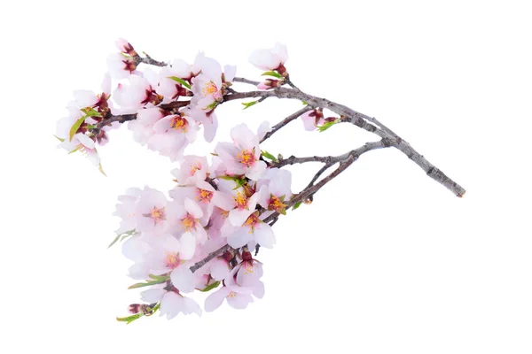 Мигдальне дерево цвітіння — стокове фото
