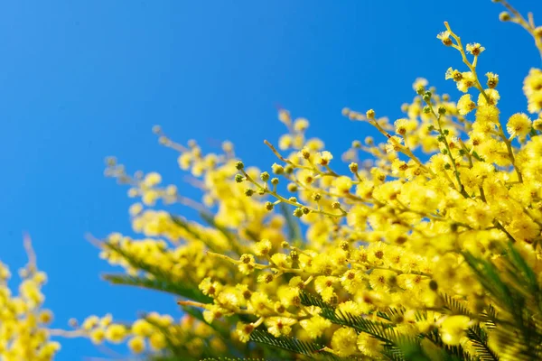 Mimosa čerstvé květiny — Stock fotografie