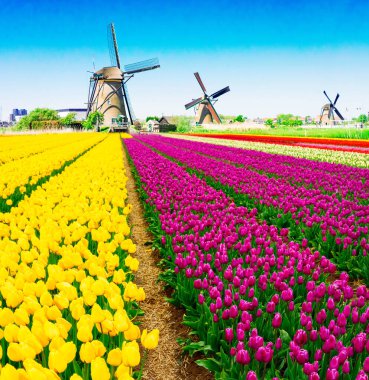 Hollanda yel değirmeni lale tarlasının üzerinde