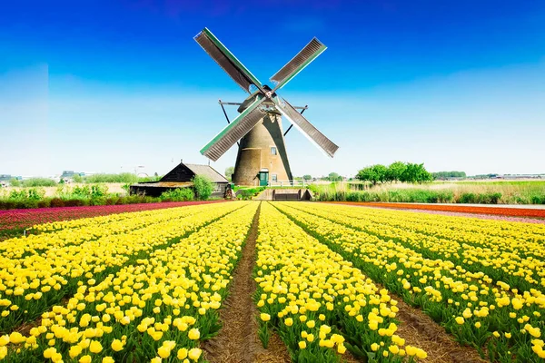 Moulin à vent hollandais sur champ de tulipes — Photo