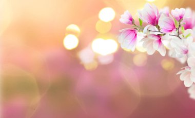 Çiçek açması pembe Manolya çiçek