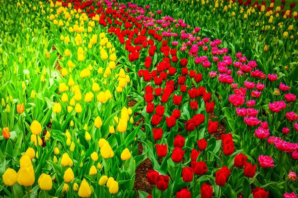 Jonquilles dans le jardin de printemps — Photo