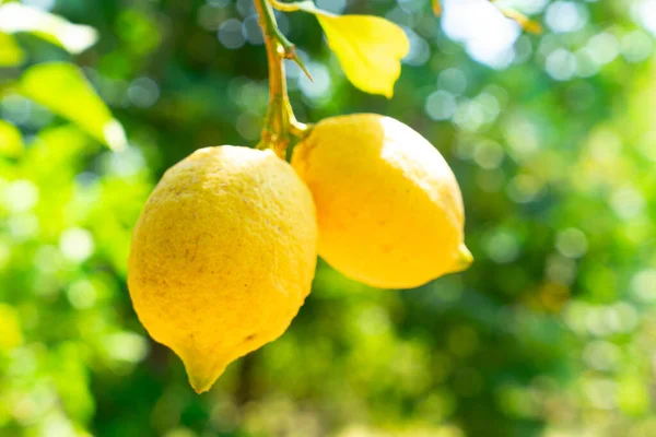 Sorrento 'nun limon bahçesi — Stok fotoğraf