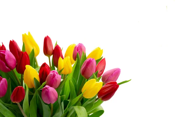 Flores de tulipanes rosados, amarillos y violetas — Foto de Stock