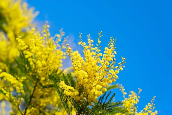 Mimosa flores frescas —  Fotos de Stock