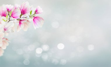 Çiçek açması pembe Manolya çiçek