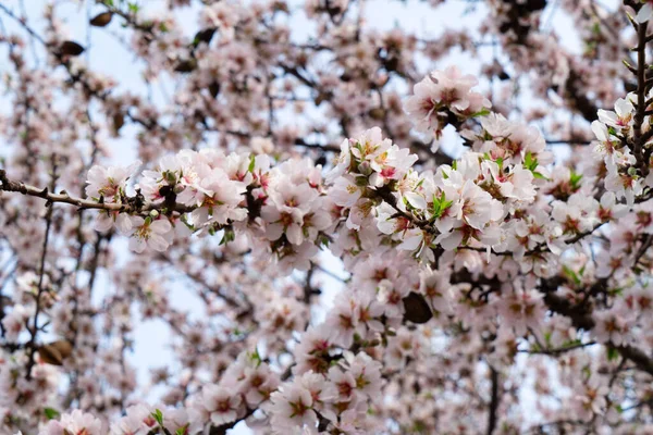 Mandelträd blommar — Stockfoto