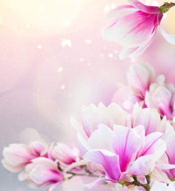 Çiçek açması pembe Manolya çiçek