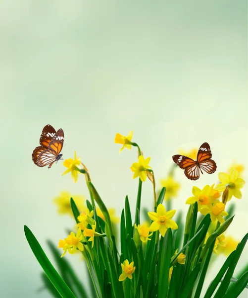 Flores de narciso amarillo — Foto de Stock