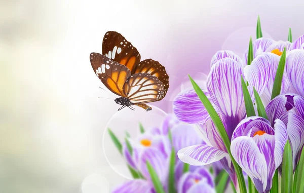 Flores de cocodrilo violeta — Foto de Stock