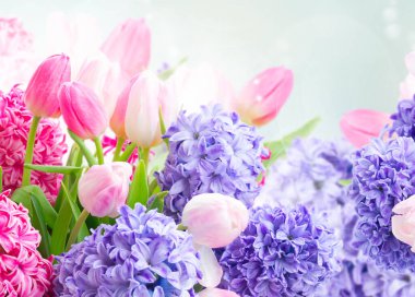 Sümbül taze çiçekler