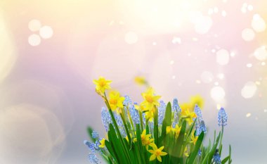 Sarı nergis çiçekleri