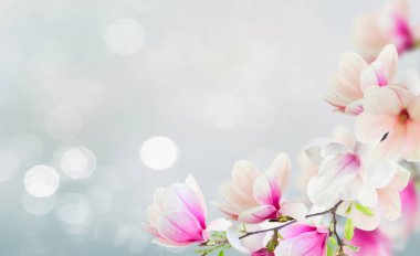 Çiçek açması pembe Manolya çiçek