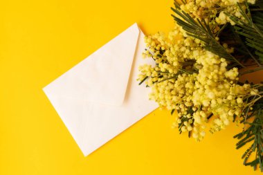 Mimosa taze çiçekleri