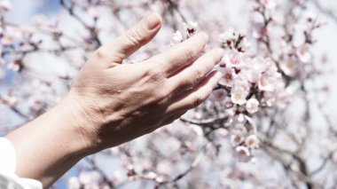 Badem çiçekli bahçe