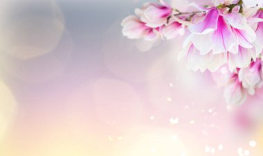 Pembe çiçek açması Manolya ağacı çiçek