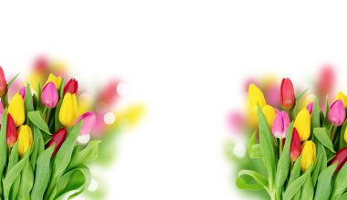 Pembe, porsuk ve mor lale çiçekleri.