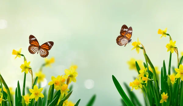 노란 다포 딜 꽃들 — 스톡 사진