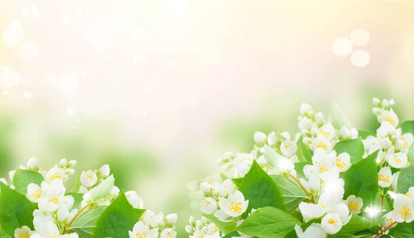 Jasmine flowers and leaves — Stock Photo, Image