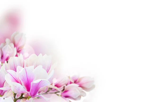 Цветущие розовые цветы магнолии — стоковое фото