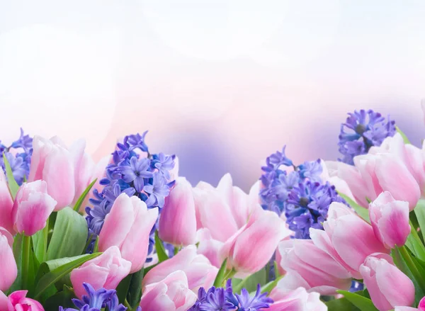 Hyacinty a tulipány — Stock fotografie
