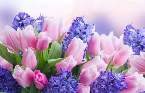 Jacintos y tulipanes — Foto de Stock