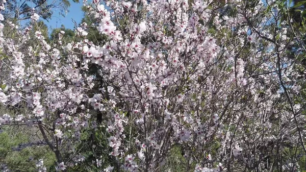 杏树开花 — 图库照片